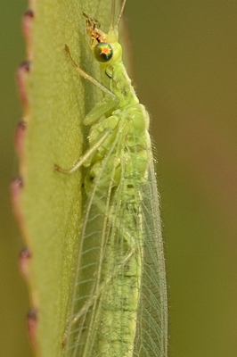 Crisopha perla?  No, Chrysoperla pallida (Chrysopidae)